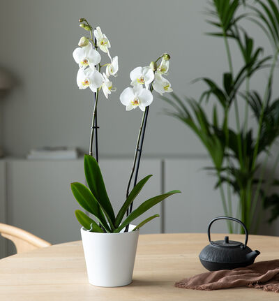 Hvit orkide togrenet Hvit orkide togrenet